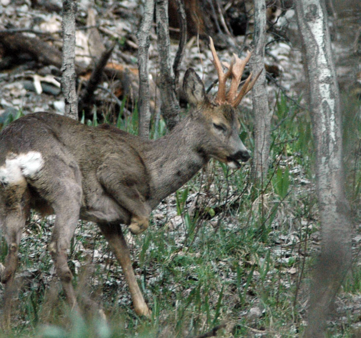 Il Capriolo